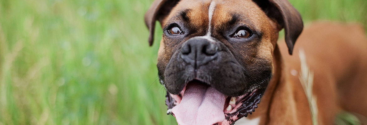 Happy and Healthy Pet