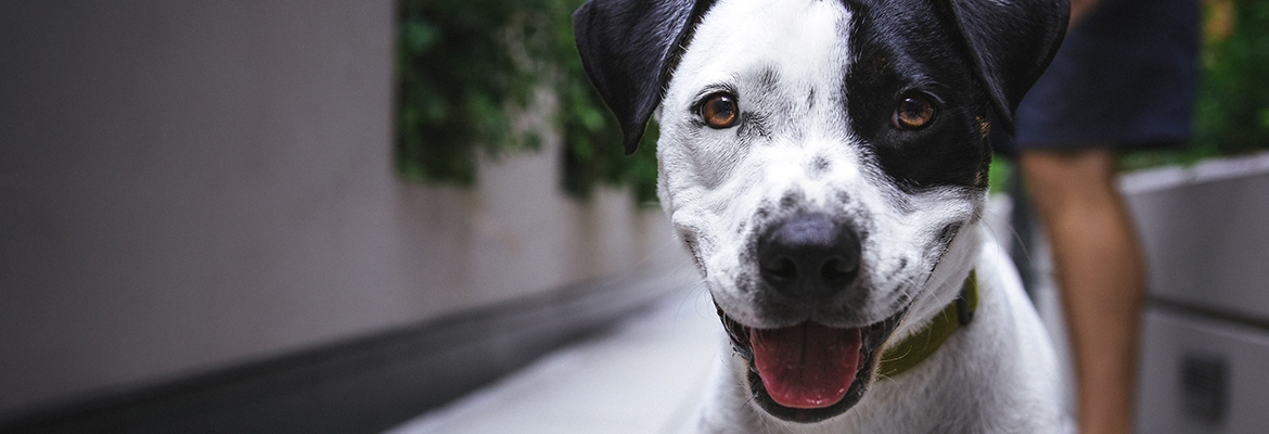 Companion Animal Pet Products